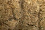 Dinosaur (Triceratops) Frill Shield Edge - Montana #316908-5